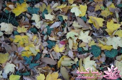 .:آلبوم عکسهای خودگرفته ما:.